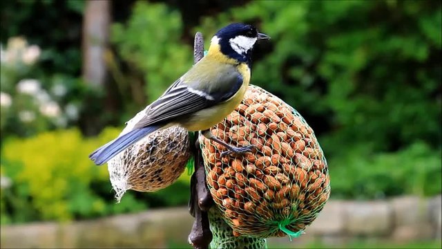 bird great tit eats nuts,  parus major