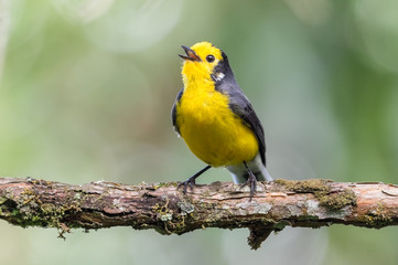 Bird singing on a branch