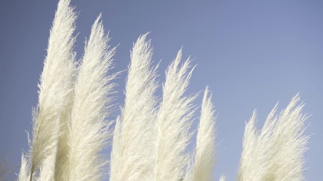 Close up view of wind blown pampas grass or cortaderia selloana on a sunny day with a blue sky on the background. Nature concept
