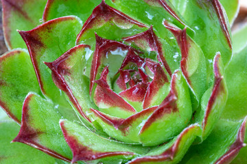 succulent plant close up with dew, background wallpaper,green & red.