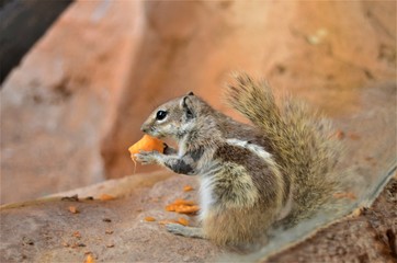 Naklejka na ściany i meble Barbary Ground Squirrel (Atlantoxerus Getulus) eating carrot
