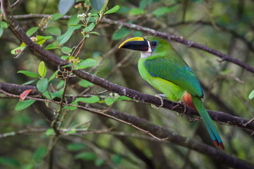 Green toucan in a tree