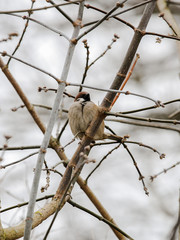 Nice brown bird perched among the branches of a bush. Close-up of a sparrow.