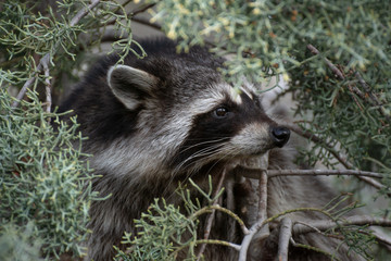 Naklejka premium Portrait of a raccoon's face up on a cypress tree