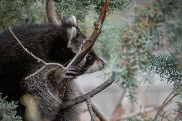 Portrait of a raccoon's face up on a cypress tree