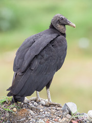 Black vulture bird perched on a stone