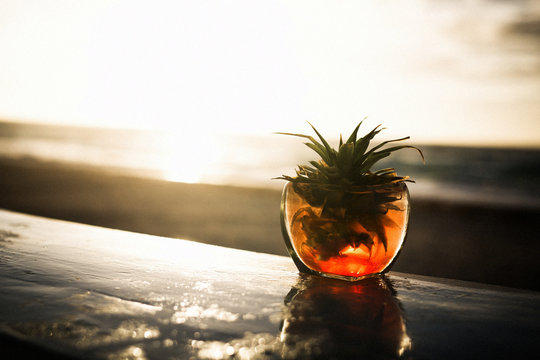Cactus in pink glass at sunset