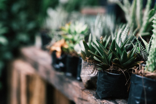 Row of cactus plants on rustic wooden table