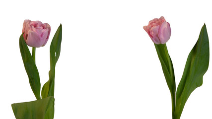 two tulips blooming in pink isolated with white background and copy space