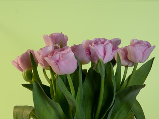 a bouquet of pink tulips in full bloom with light green background and copy space