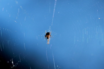 Petite araignée et sa proie dans sa toile