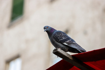 Pretty pigeon in the foreground of a wooden ledge of a red carp.