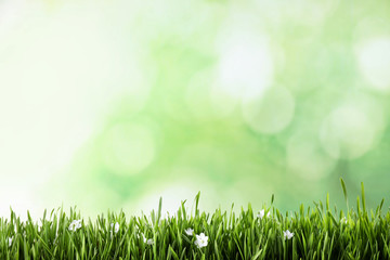 Fototapeta na wymiar Fresh green grass and white flowers on blurred background, space for text. Spring season
