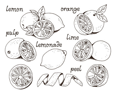Lemons and oranges fruit vector set, lime, citrus vector illustration, isolated on white background with hand drawn text