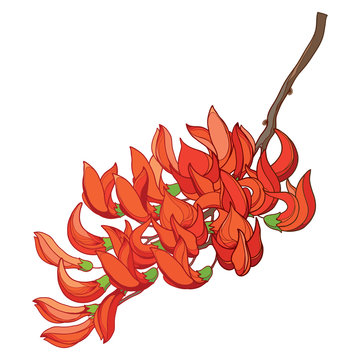 Branch of outline tropical Butea or forest flame or bastard teak tree flower bunch and bud in orange and red isolated on white background.