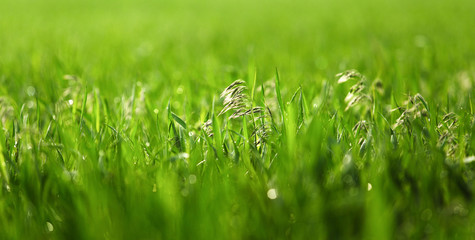 Green, fresh grass after rain, with dew drops