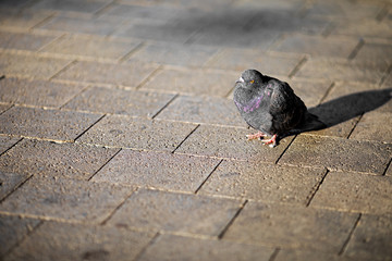 City pigeon sitting in the sun, Columba livia domestica