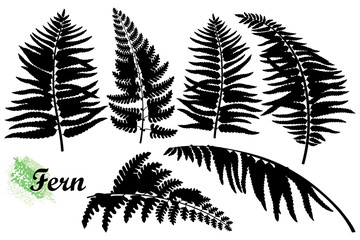 Set of silhouettes fossil forest Fern leaves in black isolated on white background. 