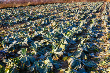 field with rotten cabbage leaves after harvest of vegetable