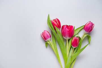 bright fresh bouquet of  pink tulips on a gray  background