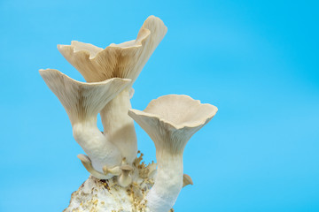 fresh royal oyster mushrooms for cooking vegetarian foods with a large amount of protein