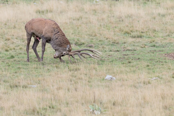 Red deer sniffs scent of female (Cervus elaphus)