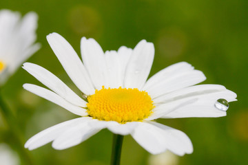 Margeritenblume mit Wassertropfen