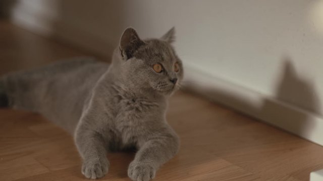 h&uuml;bsche Katze liegt entspannt