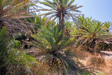 Panoramic view of the golden beach of Vai, with the famous palm tree, on the island of Crete in Greece.