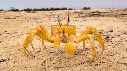 Crab crayfish having fun on the beach