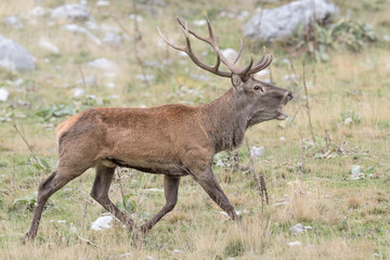 Naklejka na ściany i meble The call, Red deer in rutting season (Cervus elaphus)