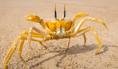 Crab crayfish having fun on the beach