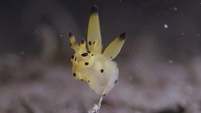 Thecacera sp.5 Pikachu Nudibranch Underwater in Tulamben, Bali (Indonesia)