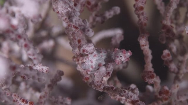 Pink Pygmy Sea Horse - Hippocampus bargibanti - on sea fan close up underwater. Tulamben, Bali (Indonesia)