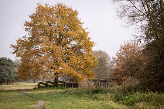 single tree landscape