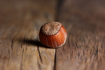 hazelnut in a shell close-up on a textured wooden background
