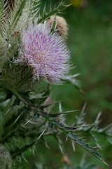 thistle flower