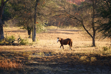 Horse in rural fall Texas landscape far away.