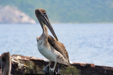 Ave Pelicano Pelecanus