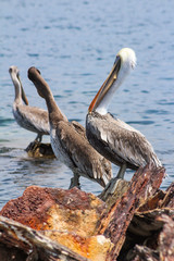 Ave Pelicano Pelecanus