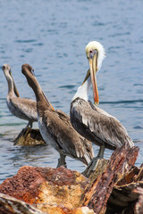 Ave Pelicano Pelecanus