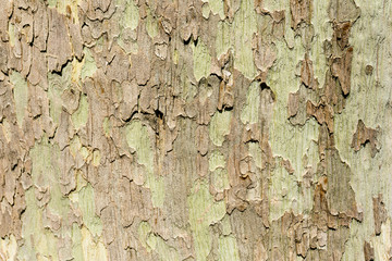 unusual background of tree bark