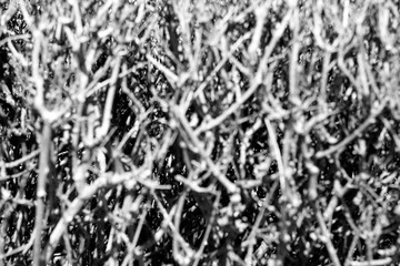 The bush - hedge black and white close up, no leaves, no flowers, a real plant background.