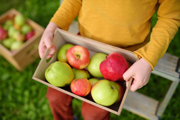 Little boy picking apples in orchard. Child holding wooden box with harvest.
