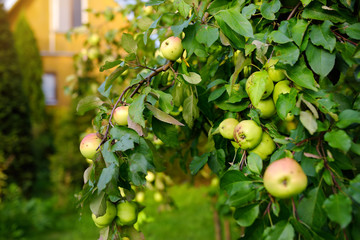 Green apples on the tree in domestic orchard.