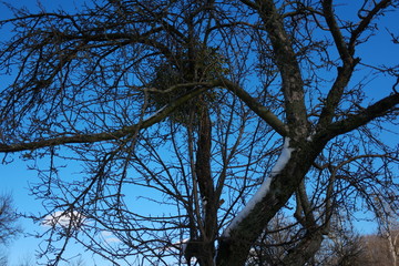 tree on a background of blue sky with snow on the branches