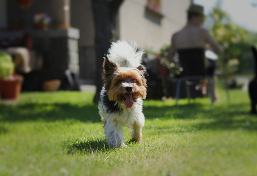 Biewer Terrier walks around the garden with open mouth and tongue out. Cute Biewer Yorkshire Terrier in middle of the attention. Slow motion. Tiny devil. Funny face. Happiness of freedom - Powered by Adobe