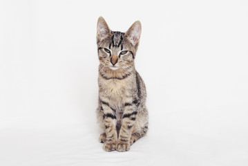 Young European Shorthair cat sitting on white background.