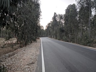 road in the forest