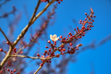 Arriva la primavera: primo piano di delicati fiori bianchi di Prunus (detto anche mirabolano o marusticano) appena sbocciati, su un cielo azzurro intenso